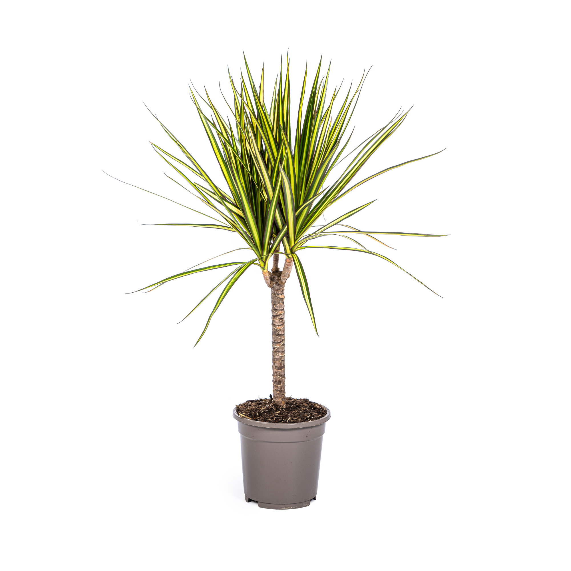 Dracaena Marginata Sunray Ø17cm en pot Ø17cm  Hauteur 60cm. Plante verte type Dracaena Marginata Sunray Ø17cm, livrée en pot, idéale pour intérieur lumineux.