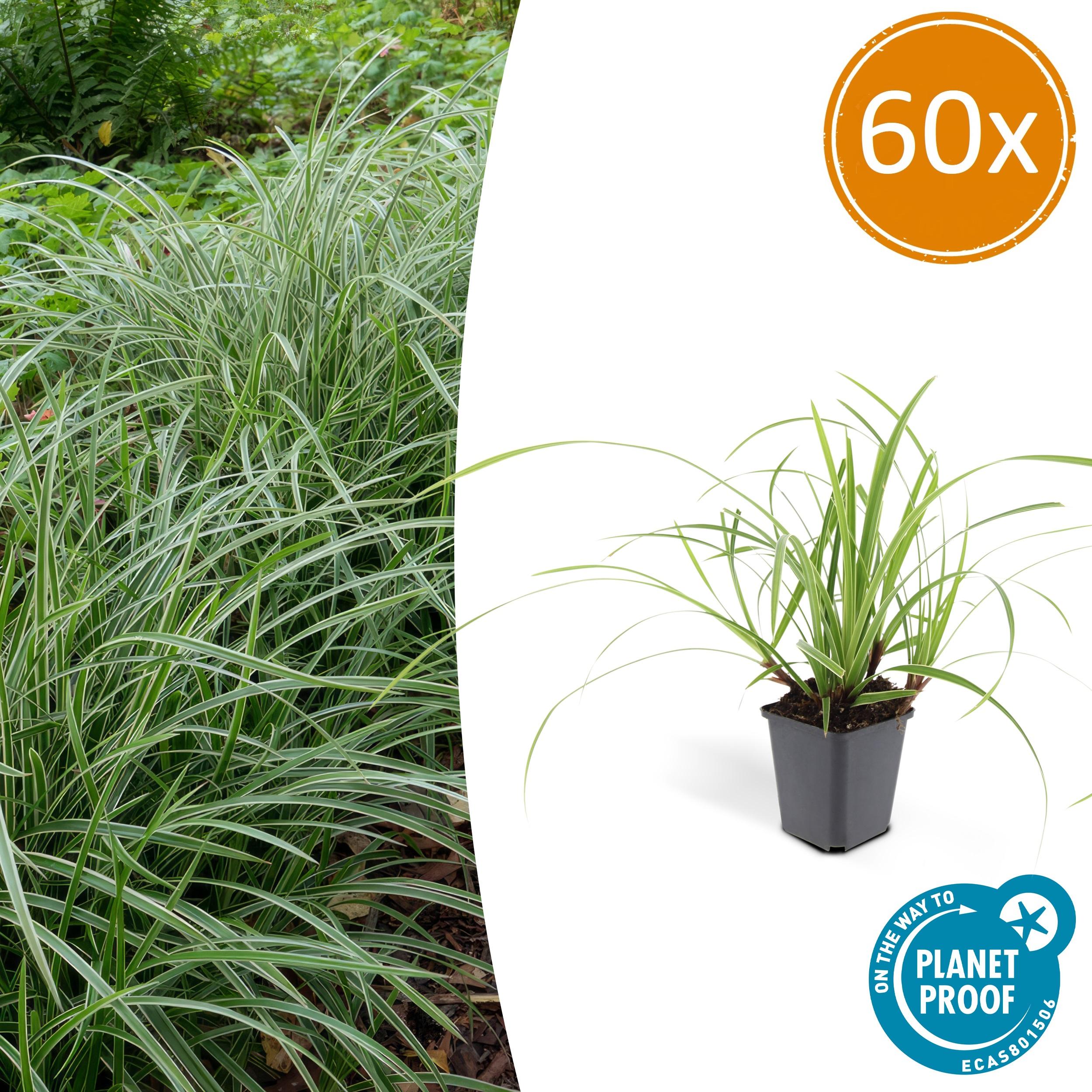 60x Carex morrowii 'Ice Dance' en pot Ø9cm  Hauteur 10cm. Plante verte type 60x Carex morrowii 'Ice Dance', livrée en pot, idéale pour intérieur lumineux.