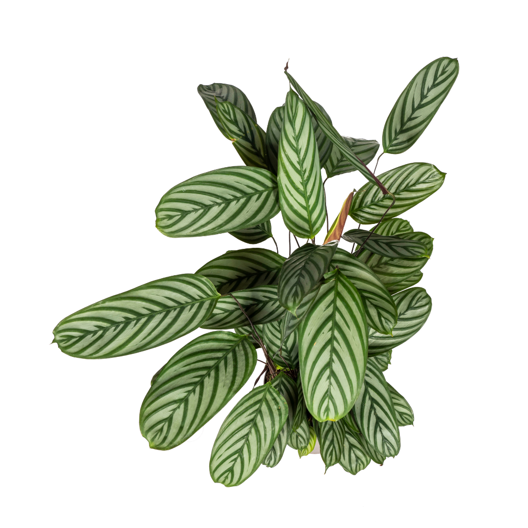 Calathea Oppenheimiana Ø24cm en pot Ø24cm  Hauteur 80cm. Plante verte type Calathea Oppenheimiana Ø24cm, livrée en pot, idéale pour intérieur lumineux. – Image 2