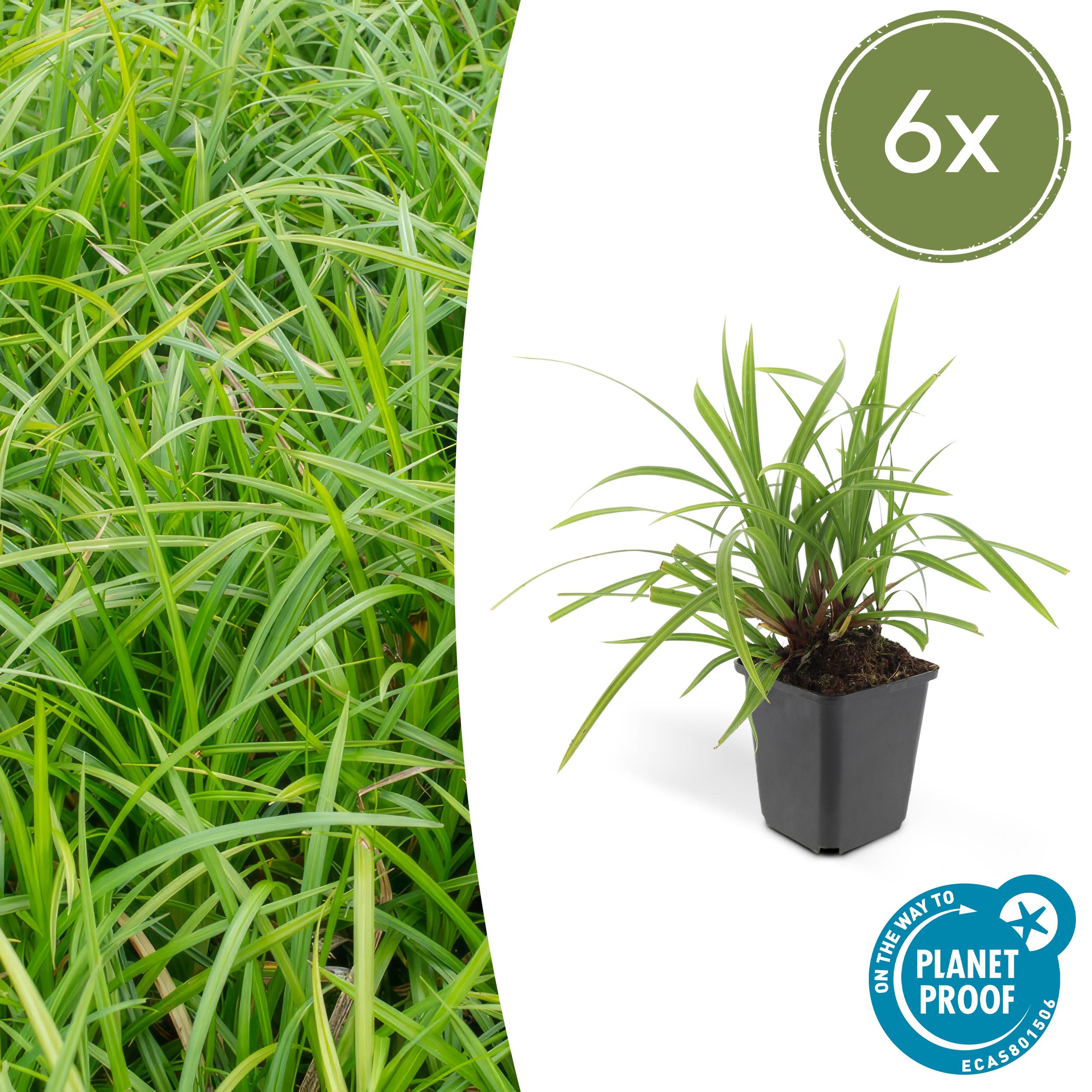 6x Carex morrowii 'Irish Green' en pot Ø9cm  Hauteur 10cm. Plante verte type 6x Carex morrowii 'Irish Green', livrée en pot, idéale pour intérieur lumineux.