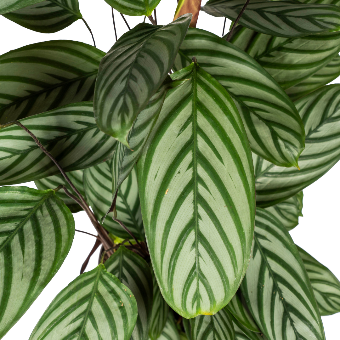 Calathea Oppenheimiana Ø24cm en pot Ø24cm  Hauteur 80cm. Plante verte type Calathea Oppenheimiana Ø24cm, livrée en pot, idéale pour intérieur lumineux. – Image 3