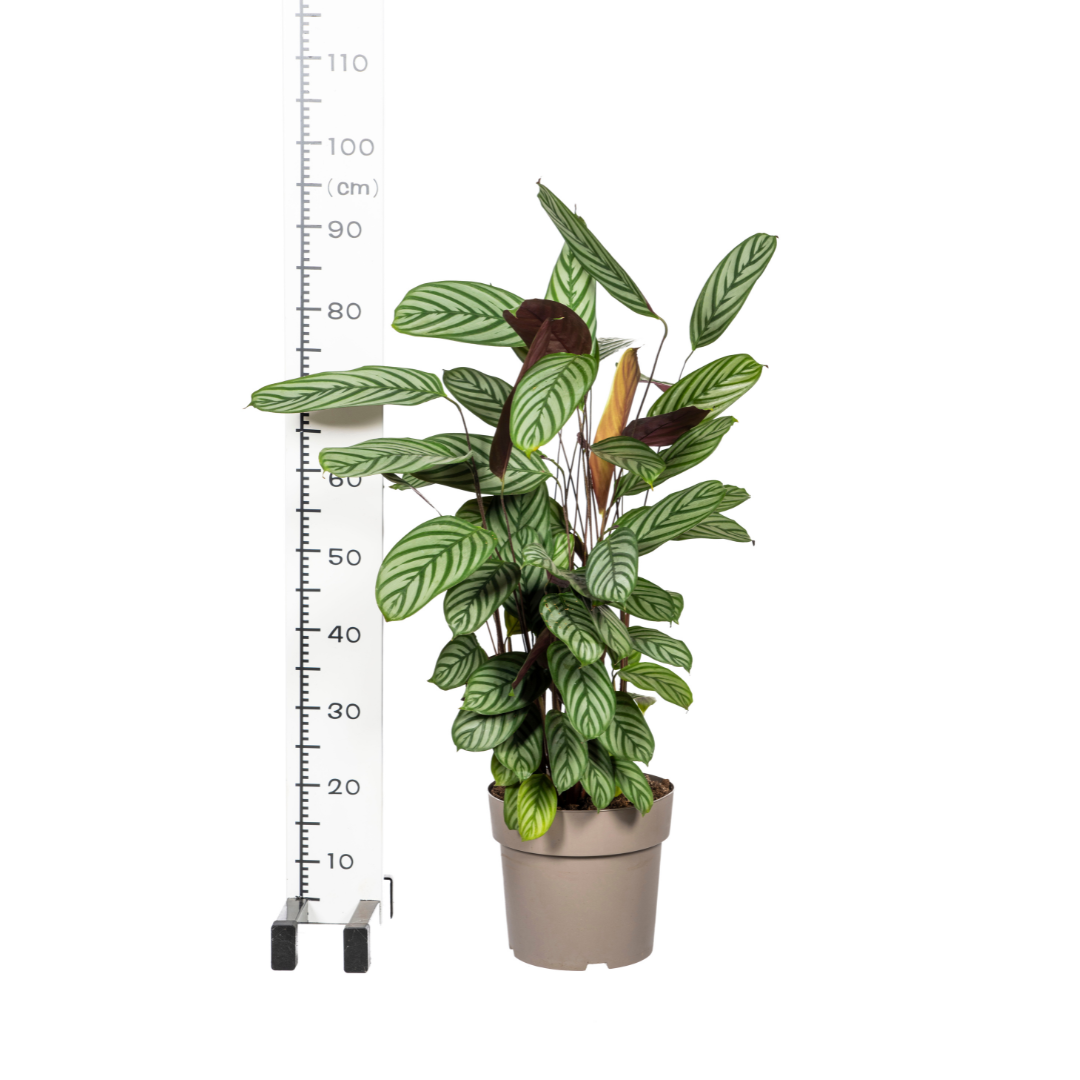 Calathea Oppenheimiana Ø24cm en pot Ø24cm  Hauteur 80cm. Plante verte type Calathea Oppenheimiana Ø24cm, livrée en pot, idéale pour intérieur lumineux. – Image 4