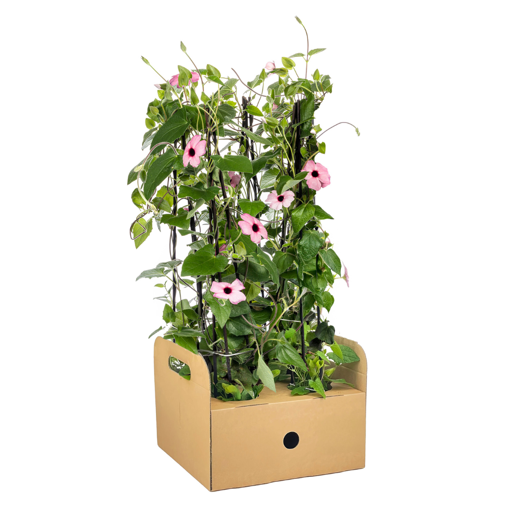 4x Thunbergia alata Sunny Susy Rose Sensation Ø13 cm en pot Ø13cm  Hauteur 60cm. Plante verte type 4x Thunbergia alata Sunny Susy Rose Sensation Ø13 cm, livrée en pot, idéale pour intérieur lumineux.