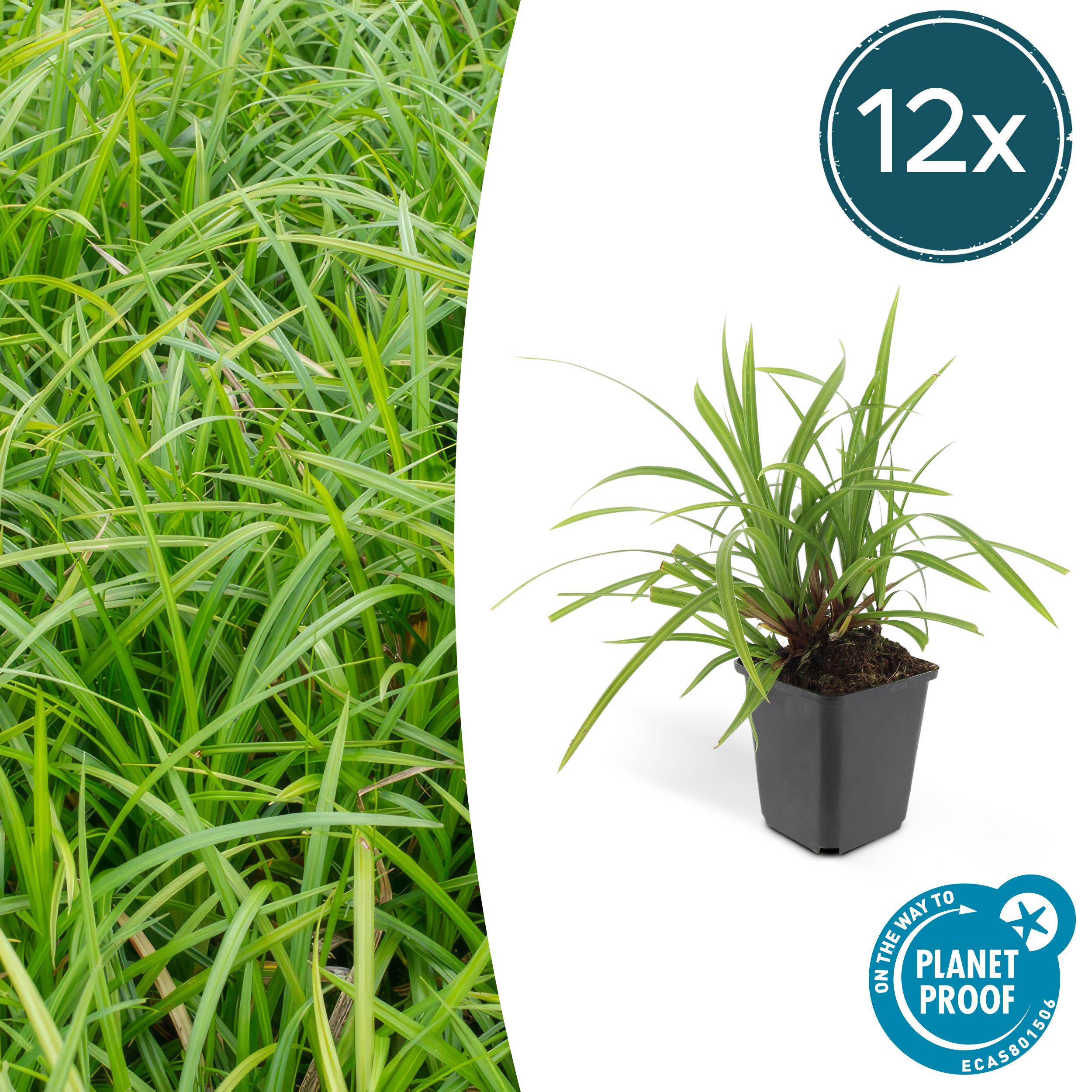 12x Carex morrowii 'Irish Green' en pot Ø9cm  Hauteur 10cm. Plante verte type 12x Carex morrowii 'Irish Green', livrée en pot, idéale pour intérieur lumineux.