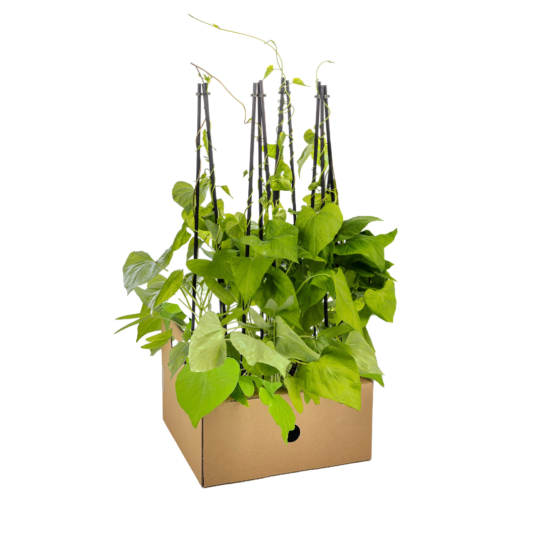 4x Ipomoea Tricolor Heavenly Blue Ø13 cm en pot Ø13cm  Hauteur 60cm. Plante verte type 4x Ipomoea Tricolor Heavenly Blue Ø13 cm, livrée en pot, idéale pour intérieur lumineux.