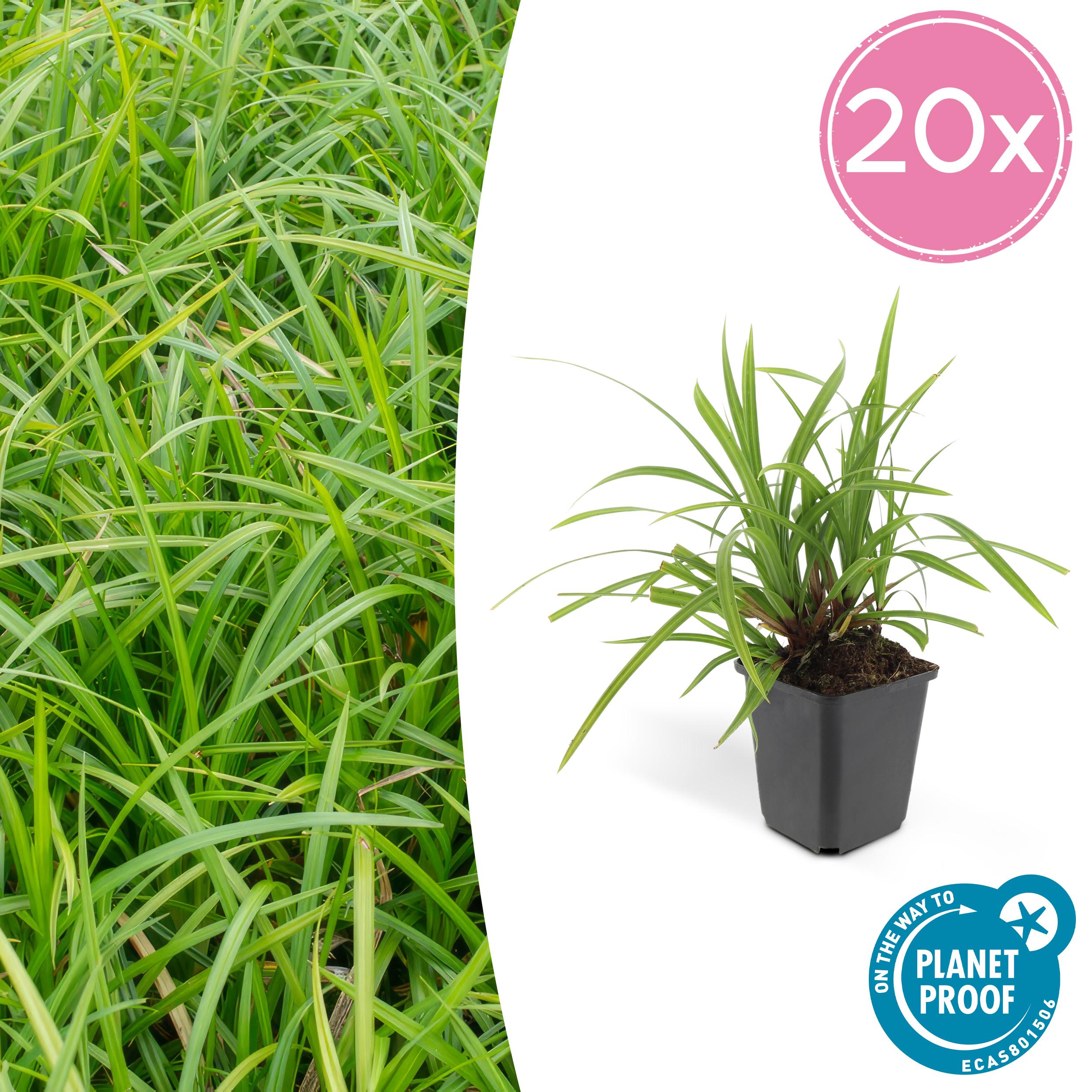 20x Carex morrowii 'Irish Green' en pot Ø9cm  Hauteur 10cm. Plante verte type 20x Carex morrowii 'Irish Green', livrée en pot, idéale pour intérieur lumineux.