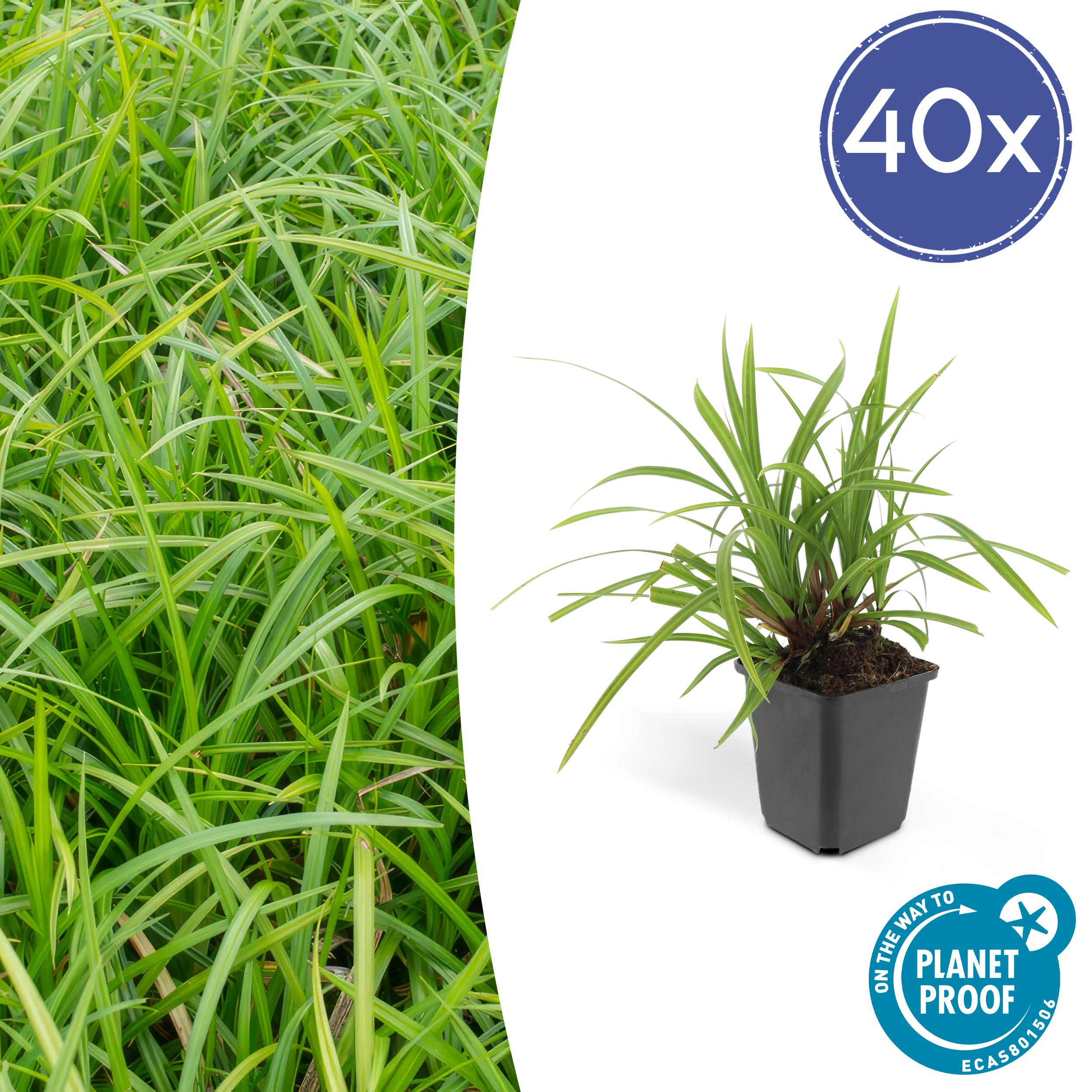 40x Carex morrowii 'Irish Green' en pot Ø9cm  Hauteur 10cm. Plante verte type 40x Carex morrowii 'Irish Green', livrée en pot, idéale pour intérieur lumineux.