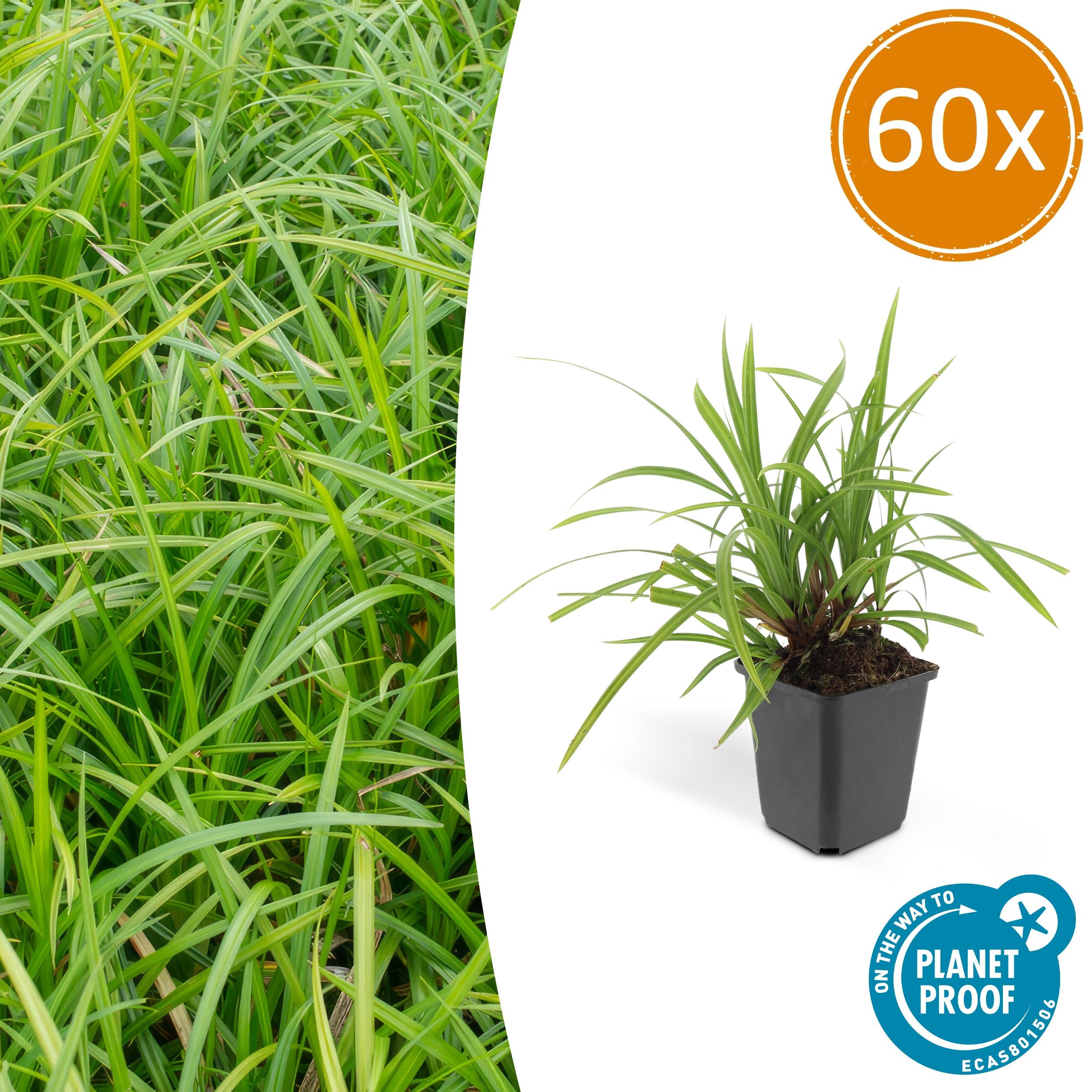 60x Carex morrowii 'Irish Green' en pot Ø9cm  Hauteur 10cm. Plante verte type 60x Carex morrowii 'Irish Green', livrée en pot, idéale pour intérieur lumineux.