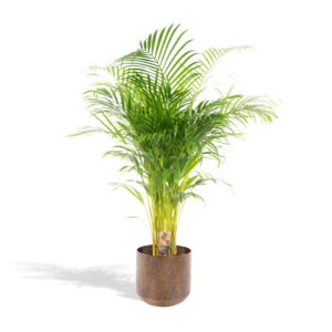 Areca palm met pot en pot Ø24cm. Plante verte type Areca palm met pot, livrée en pot, idéale pour intérieur lumineux.