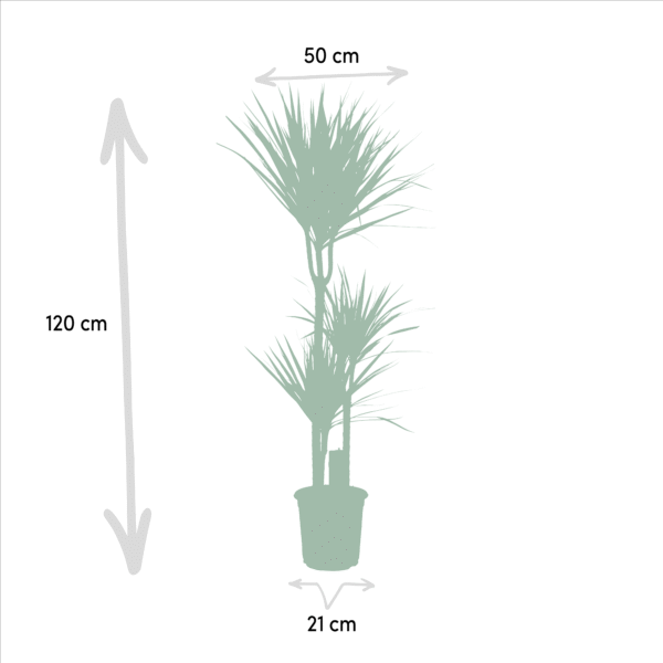 Dracaena Marginata en pot Ø21cm  Hauteur 120cm. Plante verte type Dracaena Marginata, livrée en pot, idéale pour intérieur lumineux. – Image 4