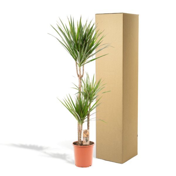 Dracaena Marginata en pot Ø21cm  Hauteur 120cm. Plante verte type Dracaena Marginata, livrée en pot, idéale pour intérieur lumineux. – Image 5