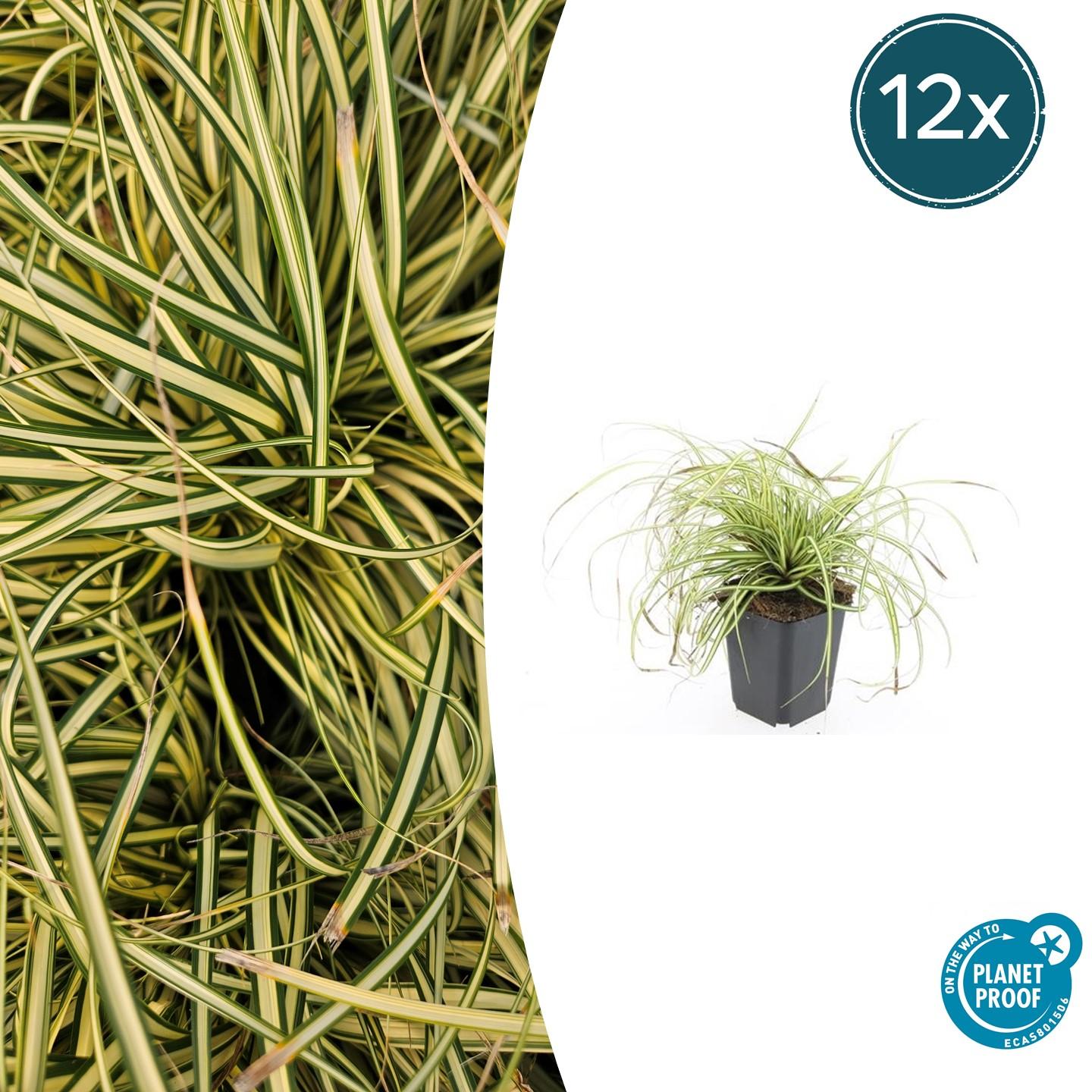 12x Carex oshim. 'Evergold' en pot Ø9cm  Hauteur 10cm. Plante verte type 12x Carex oshim. 'Evergold', livrée en pot, idéale pour intérieur lumineux.