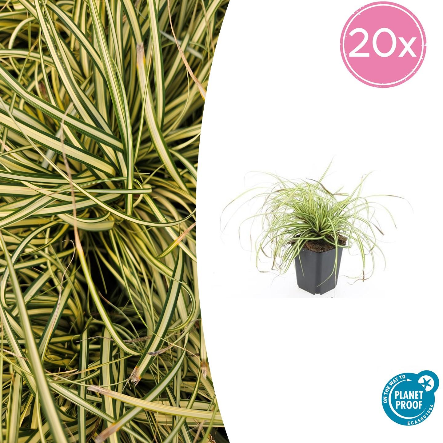 20x Carex oshim. 'Evergold' en pot Ø9cm  Hauteur 10cm. Plante verte type 20x Carex oshim. 'Evergold', livrée en pot, idéale pour intérieur lumineux.