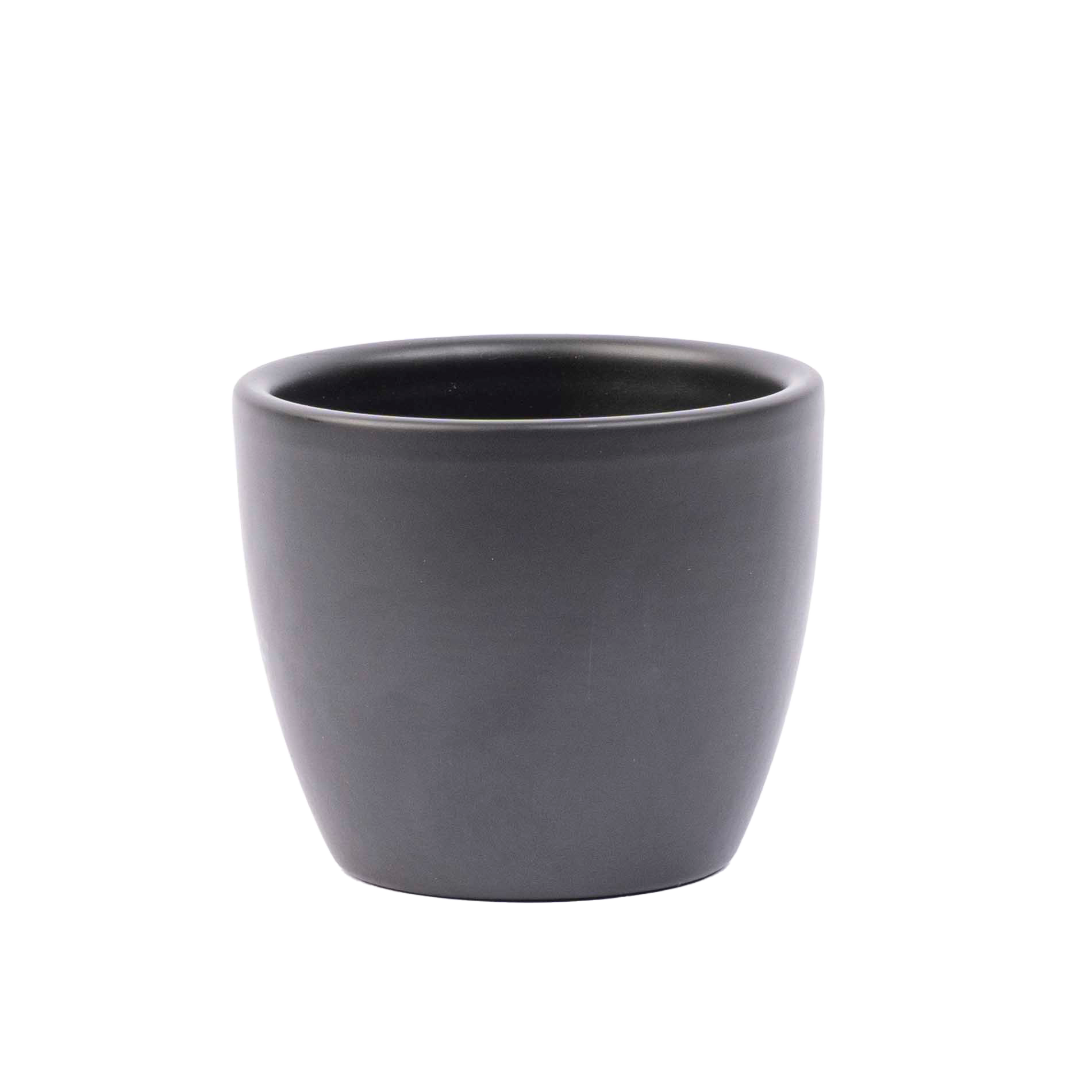 Pot Boule Antraciet mat en pot  Hauteur 6cm. Plante verte type Pot Boule Antraciet mat, livrée en pot, idéale pour intérieur lumineux.