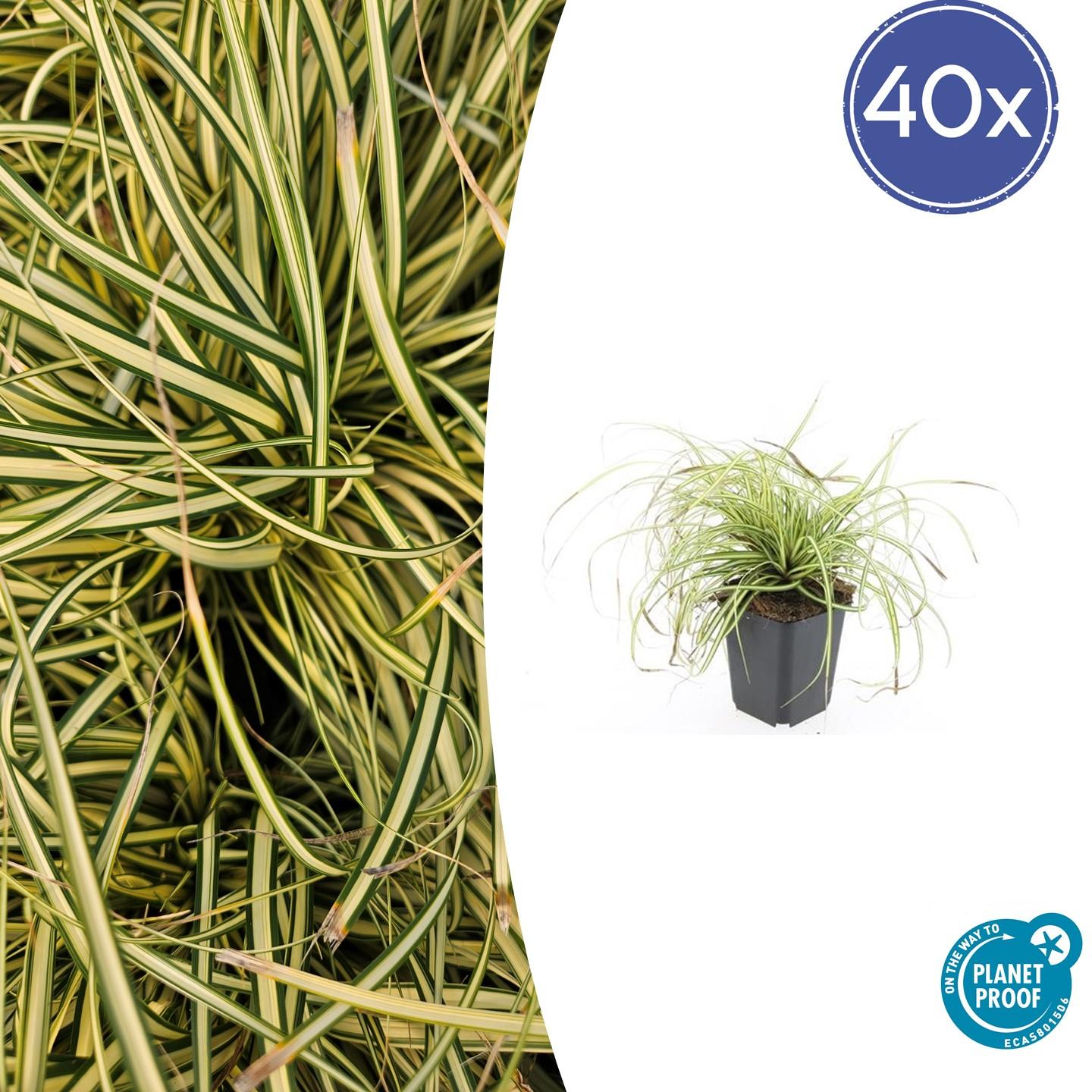 40x Carex oshim. 'Evergold' en pot Ø9cm  Hauteur 10cm. Plante verte type 40x Carex oshim. 'Evergold', livrée en pot, idéale pour intérieur lumineux.
