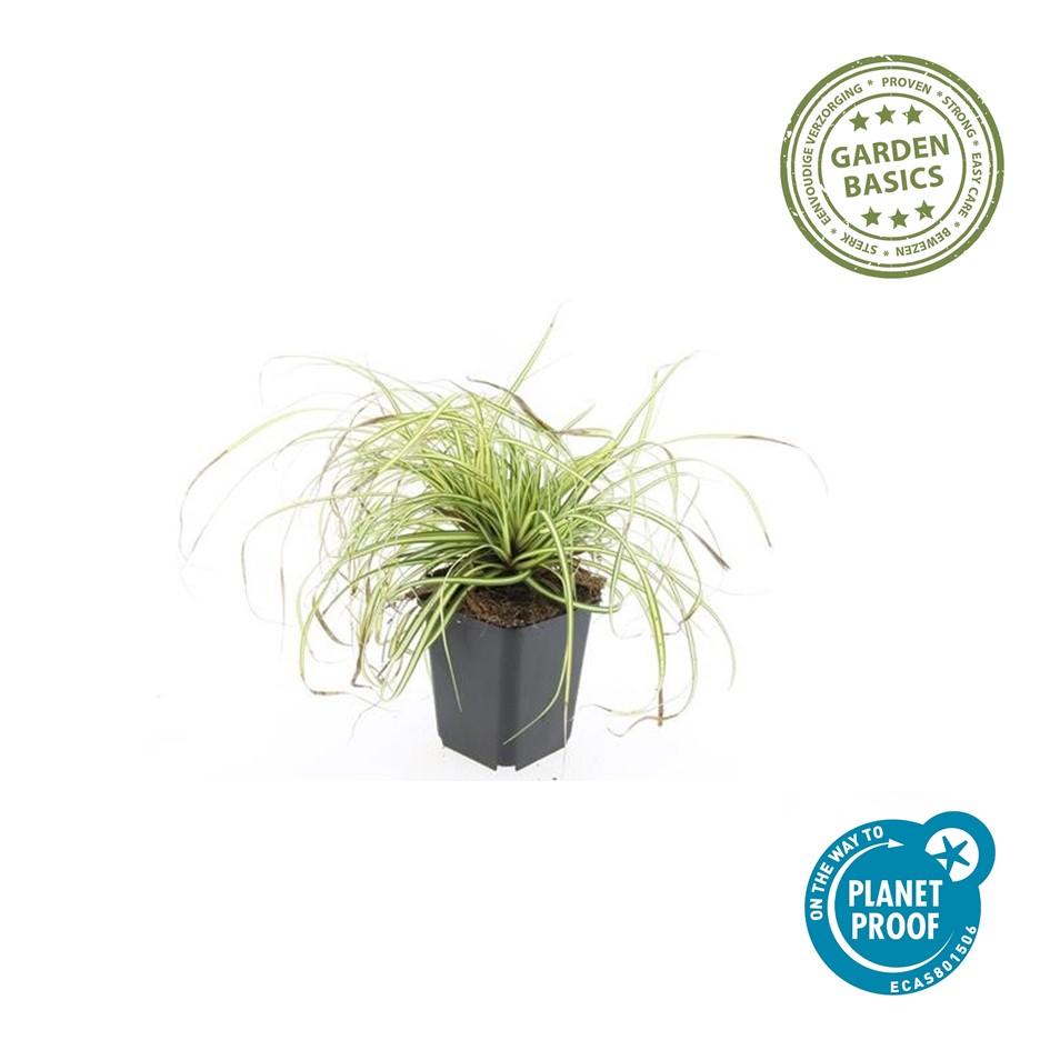 40x Carex oshim. 'Evergold' en pot Ø9cm  Hauteur 10cm. Plante verte type 40x Carex oshim. 'Evergold', livrée en pot, idéale pour intérieur lumineux. – Image 2