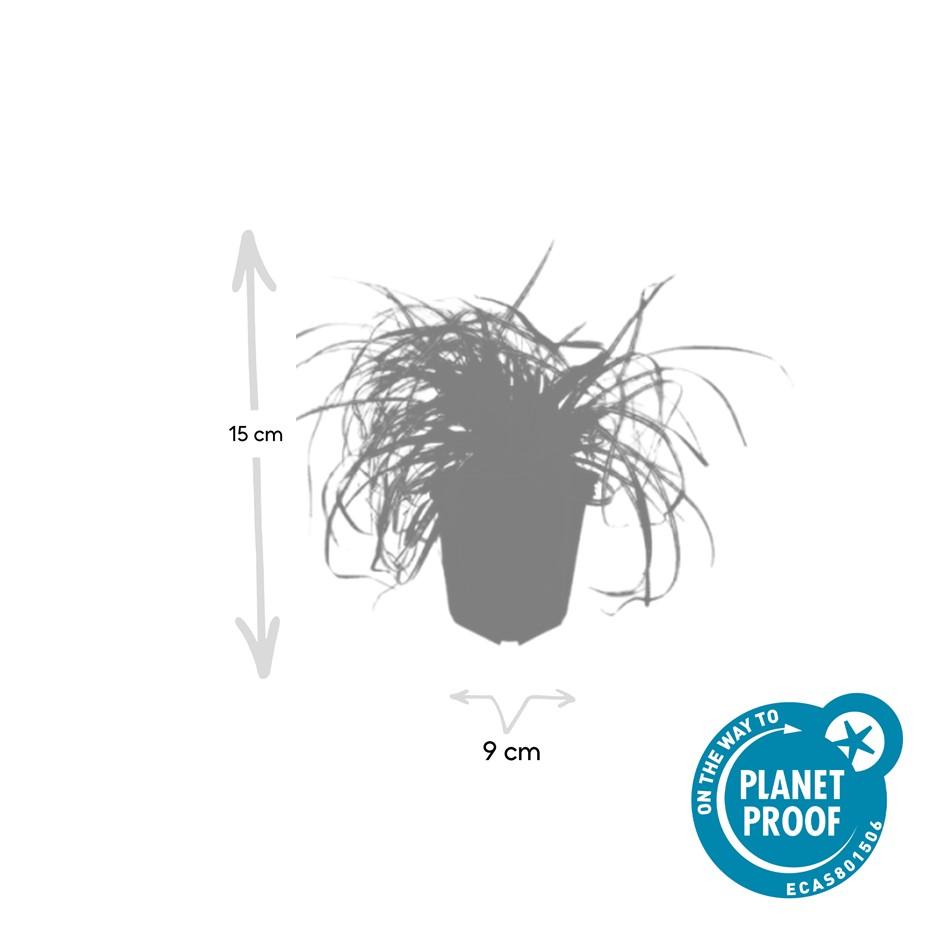 40x Carex oshim. 'Evergold' en pot Ø9cm  Hauteur 10cm. Plante verte type 40x Carex oshim. 'Evergold', livrée en pot, idéale pour intérieur lumineux. – Image 3