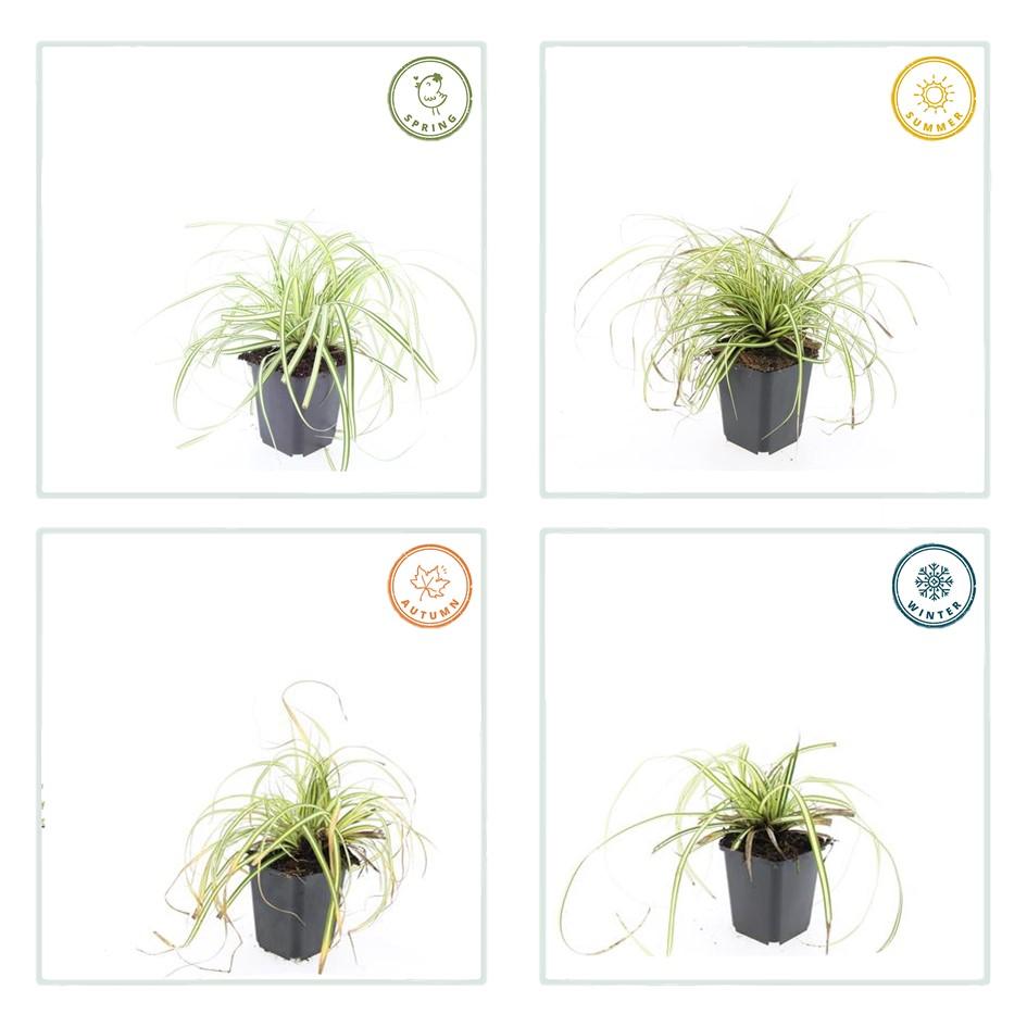 40x Carex oshim. 'Evergold' en pot Ø9cm  Hauteur 10cm. Plante verte type 40x Carex oshim. 'Evergold', livrée en pot, idéale pour intérieur lumineux. – Image 4
