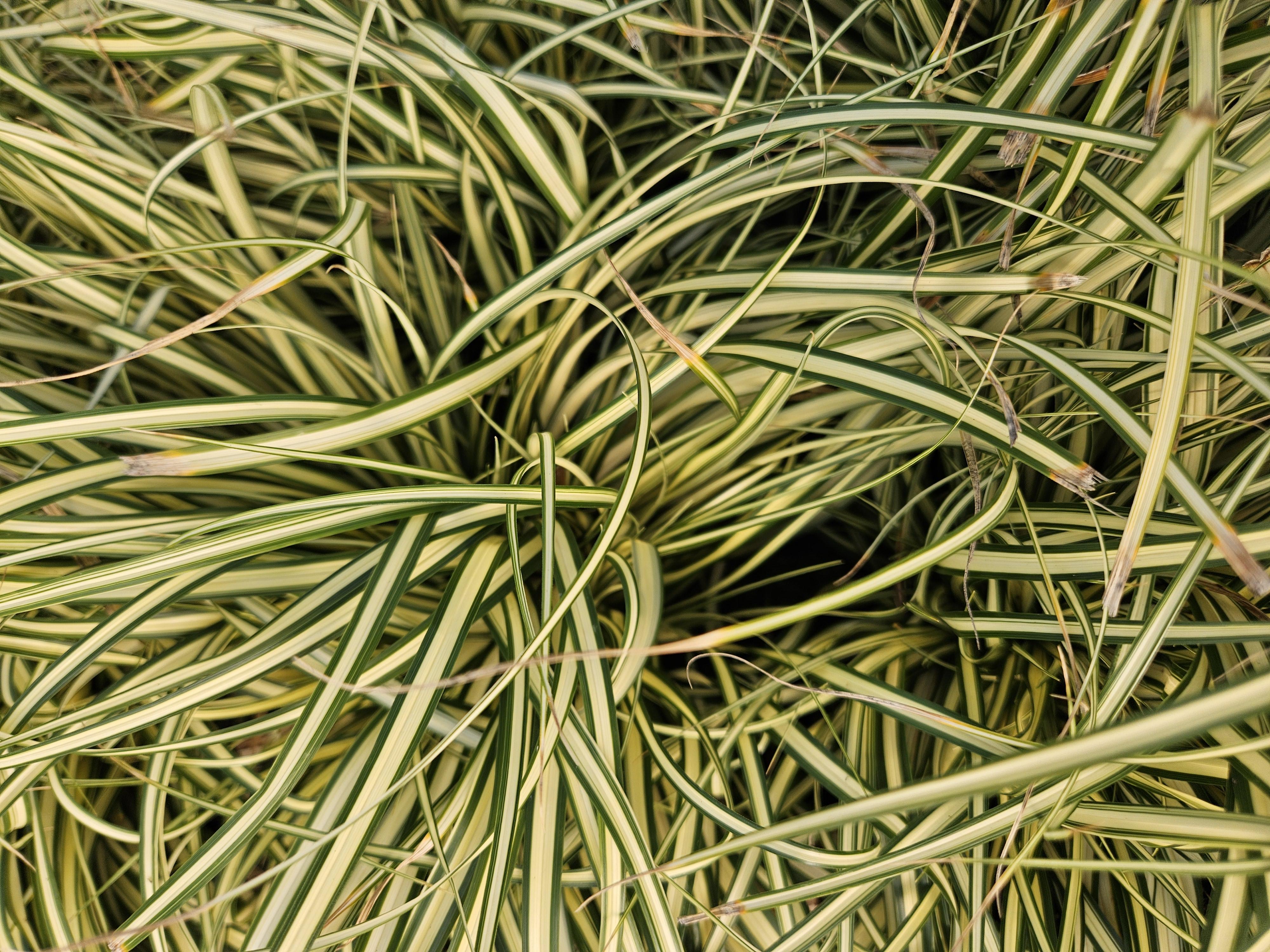 40x Carex oshim. 'Evergold' en pot Ø9cm  Hauteur 10cm. Plante verte type 40x Carex oshim. 'Evergold', livrée en pot, idéale pour intérieur lumineux. – Image 5