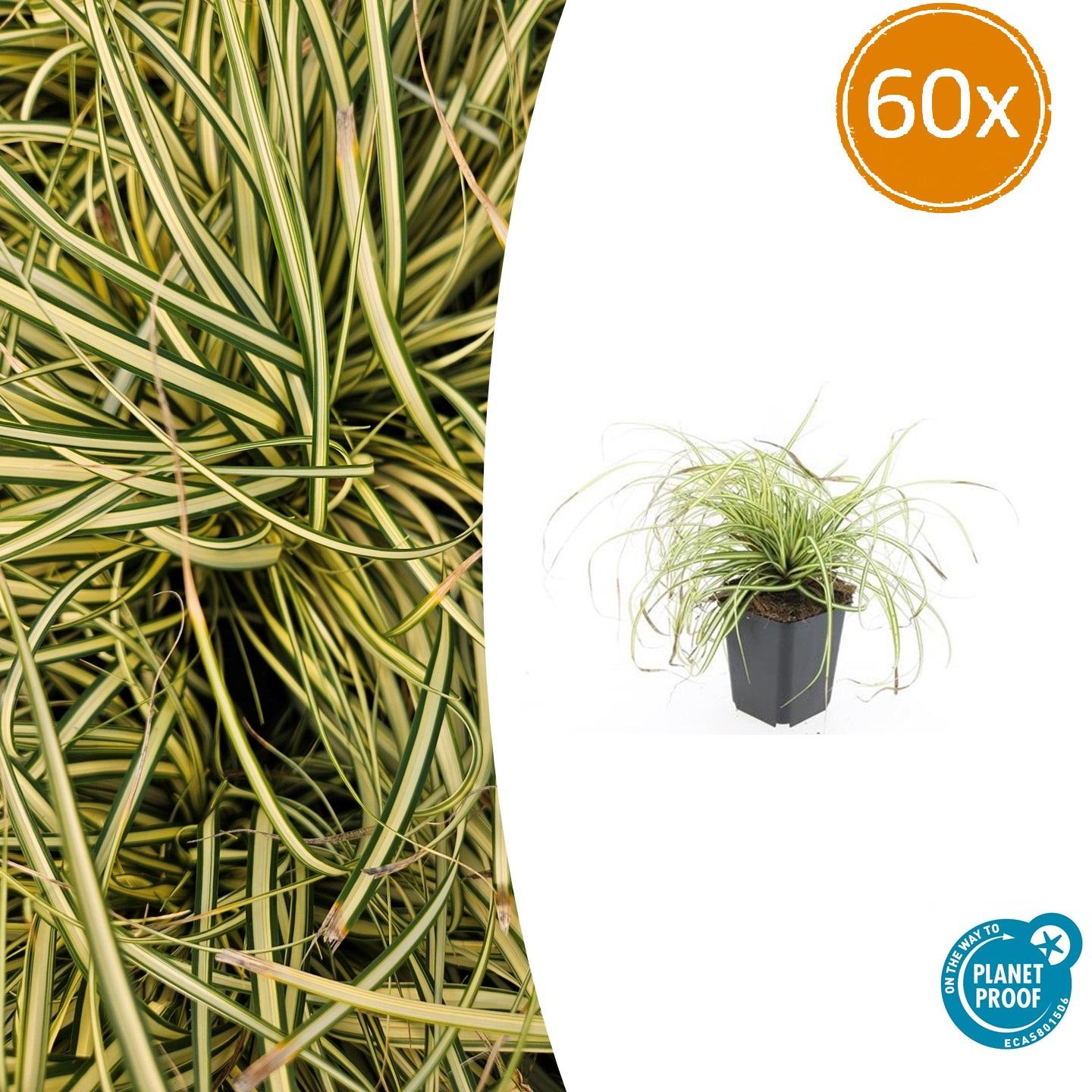 60x Carex oshim. 'Evergold' en pot Ø9cm  Hauteur 10cm. Plante verte type 60x Carex oshim. 'Evergold', livrée en pot, idéale pour intérieur lumineux.