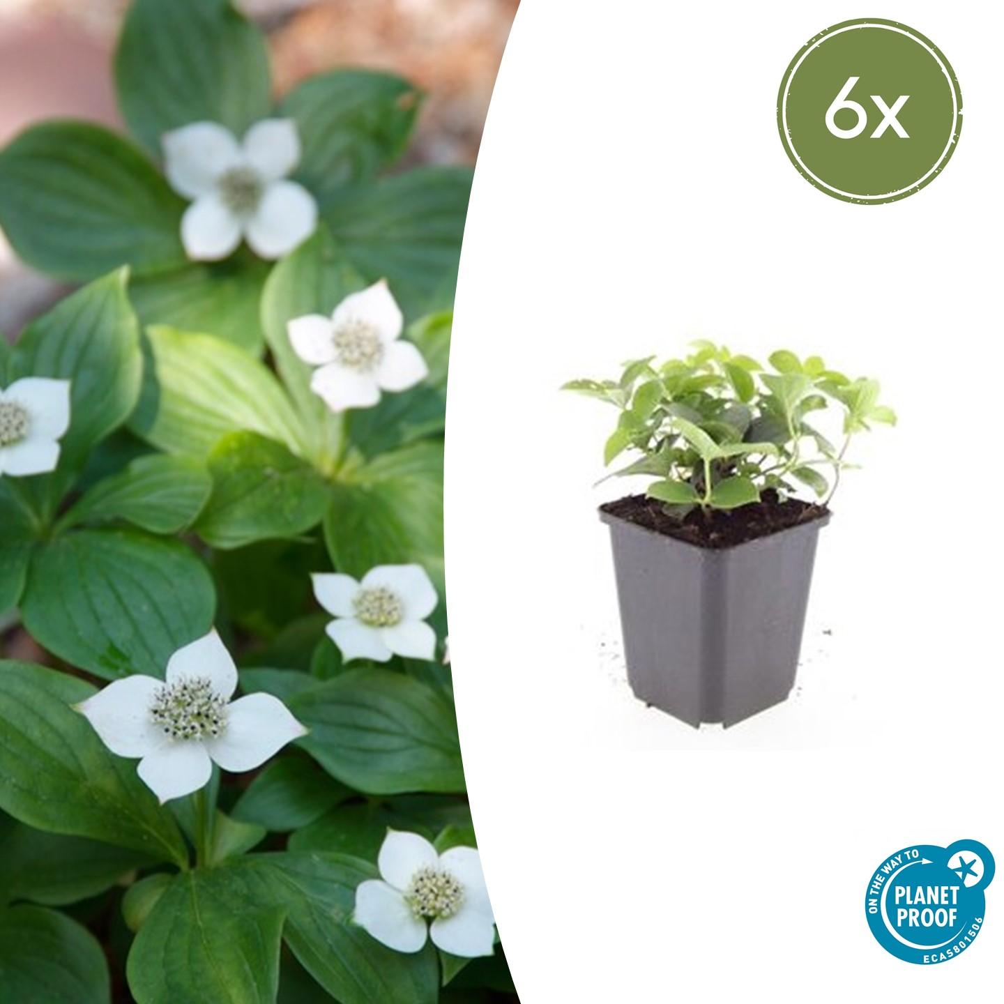 6x Cornus canadensis en pot Ø9cm  Hauteur 10cm. Plante verte type 6x Cornus canadensis, livrée en pot, idéale pour intérieur lumineux.