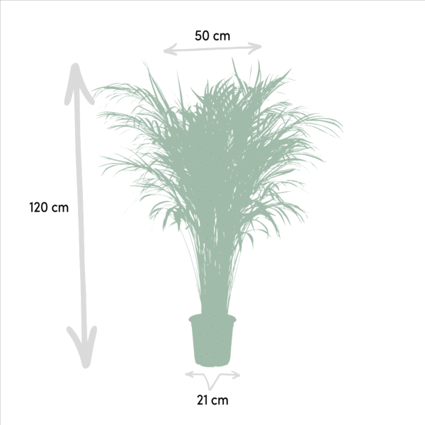 Areca palm en pot Ø21cm  Hauteur 110cm. Plante verte type Areca palm, livrée en pot, idéale pour intérieur lumineux. – Image 4