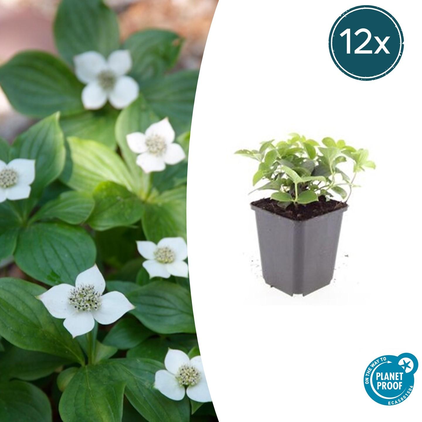 12x Cornus canadensis en pot Ø9cm  Hauteur 10cm. Plante verte type 12x Cornus canadensis, livrée en pot, idéale pour intérieur lumineux.