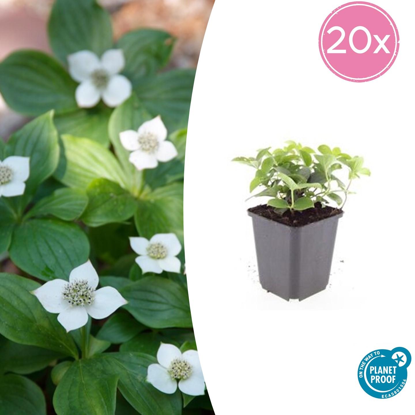 20x Cornus canadensis en pot Ø9cm  Hauteur 10cm. Plante verte type 20x Cornus canadensis, livrée en pot, idéale pour intérieur lumineux.