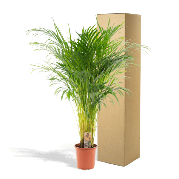 Areca palm en pot Ø21cm  Hauteur 110cm. Plante verte type Areca palm, livrée en pot, idéale pour intérieur lumineux. – Image 5