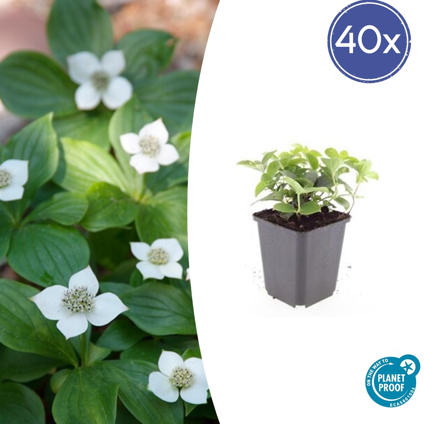 40x Cornus canadensis en pot Ø9cm  Hauteur 10cm. Plante verte type 40x Cornus canadensis, livrée en pot, idéale pour intérieur lumineux.