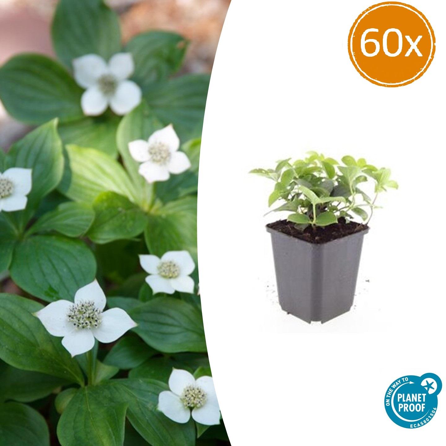 60x Cornus canadensis en pot Ø9cm  Hauteur 10cm. Plante verte type 60x Cornus canadensis, livrée en pot, idéale pour intérieur lumineux.
