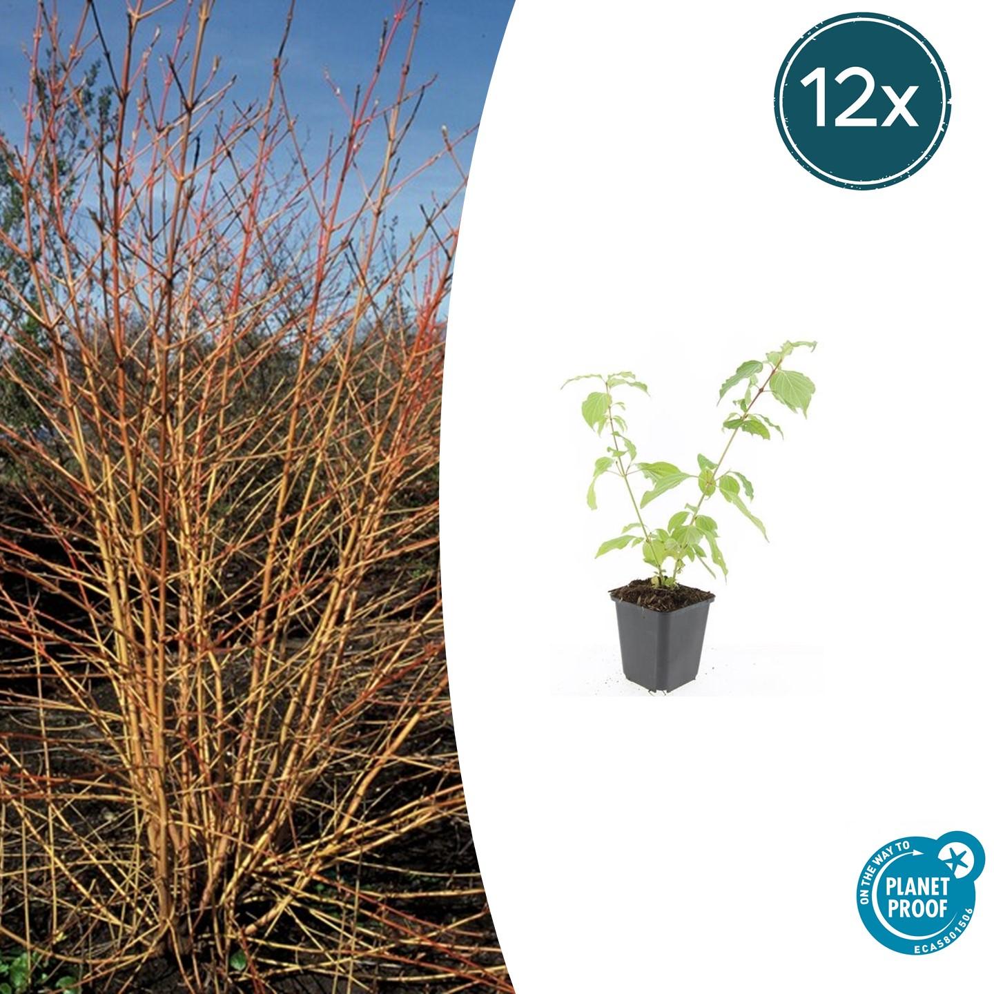 12x Cornus sang. 'Anny's Winter Orange' en pot Ø9cm  Hauteur 10cm. Plante verte type 12x Cornus sang. 'Anny's Winter Orange', livrée en pot, idéale pour intérieur lumineux.