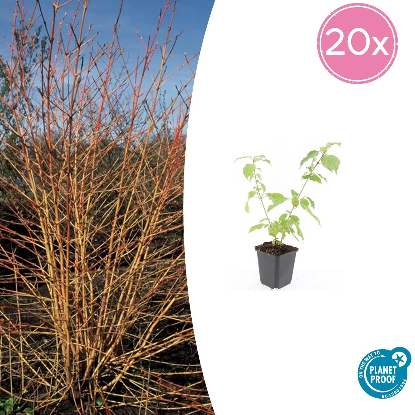 20x Cornus sang. 'Anny's Winter Orange' en pot Ø9cm  Hauteur 10cm. Plante verte type 20x Cornus sang. 'Anny's Winter Orange', livrée en pot, idéale pour intérieur lumineux.