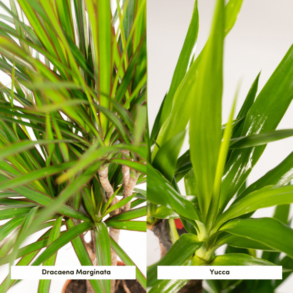 Dracaena ?70cm en pot Ø17cm. Plante verte type Dracaena ?70cm, livrée en pot, idéale pour intérieur lumineux. – Image 3