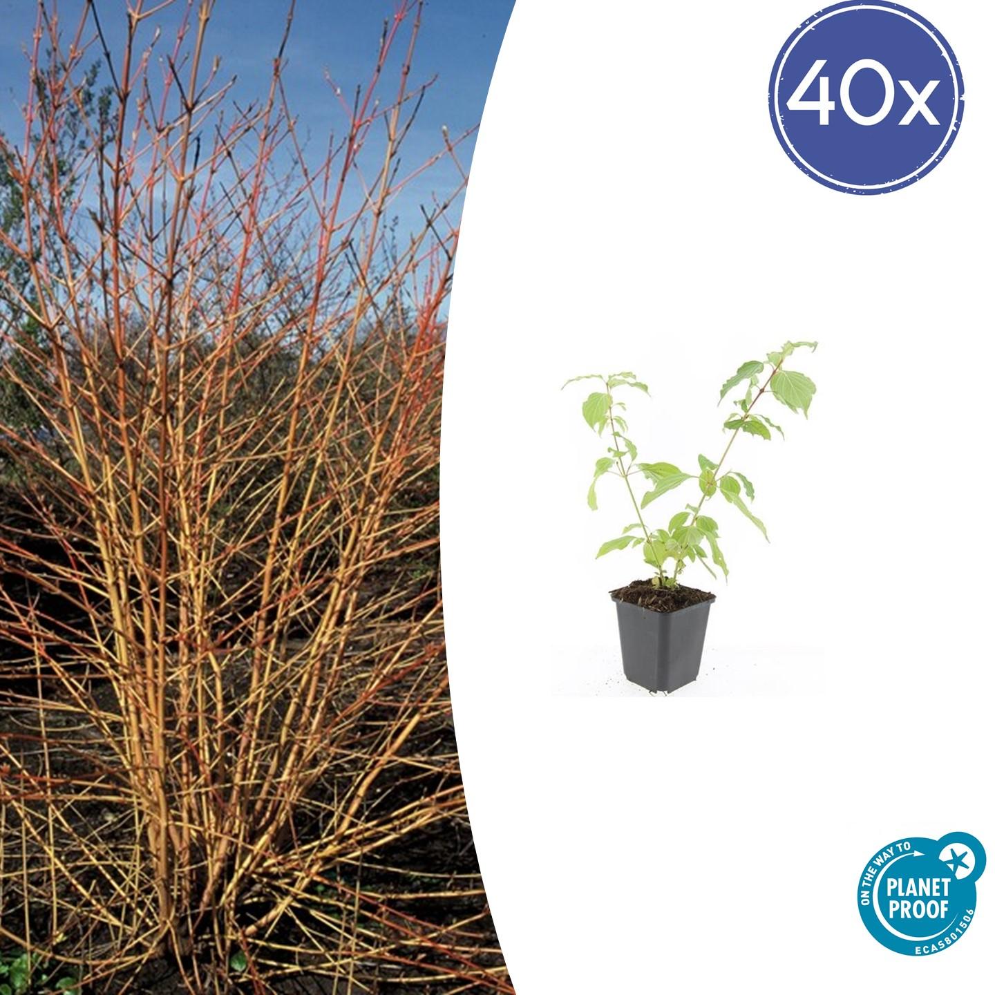 40x Cornus sang. 'Anny's Winter Orange' en pot Ø9cm  Hauteur 10cm. Plante verte type 40x Cornus sang. 'Anny's Winter Orange', livrée en pot, idéale pour intérieur lumineux.