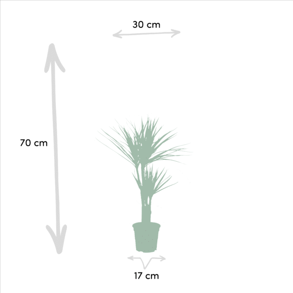 Dracaena ?70cm en pot Ø17cm. Plante verte type Dracaena ?70cm, livrée en pot, idéale pour intérieur lumineux. – Image 5
