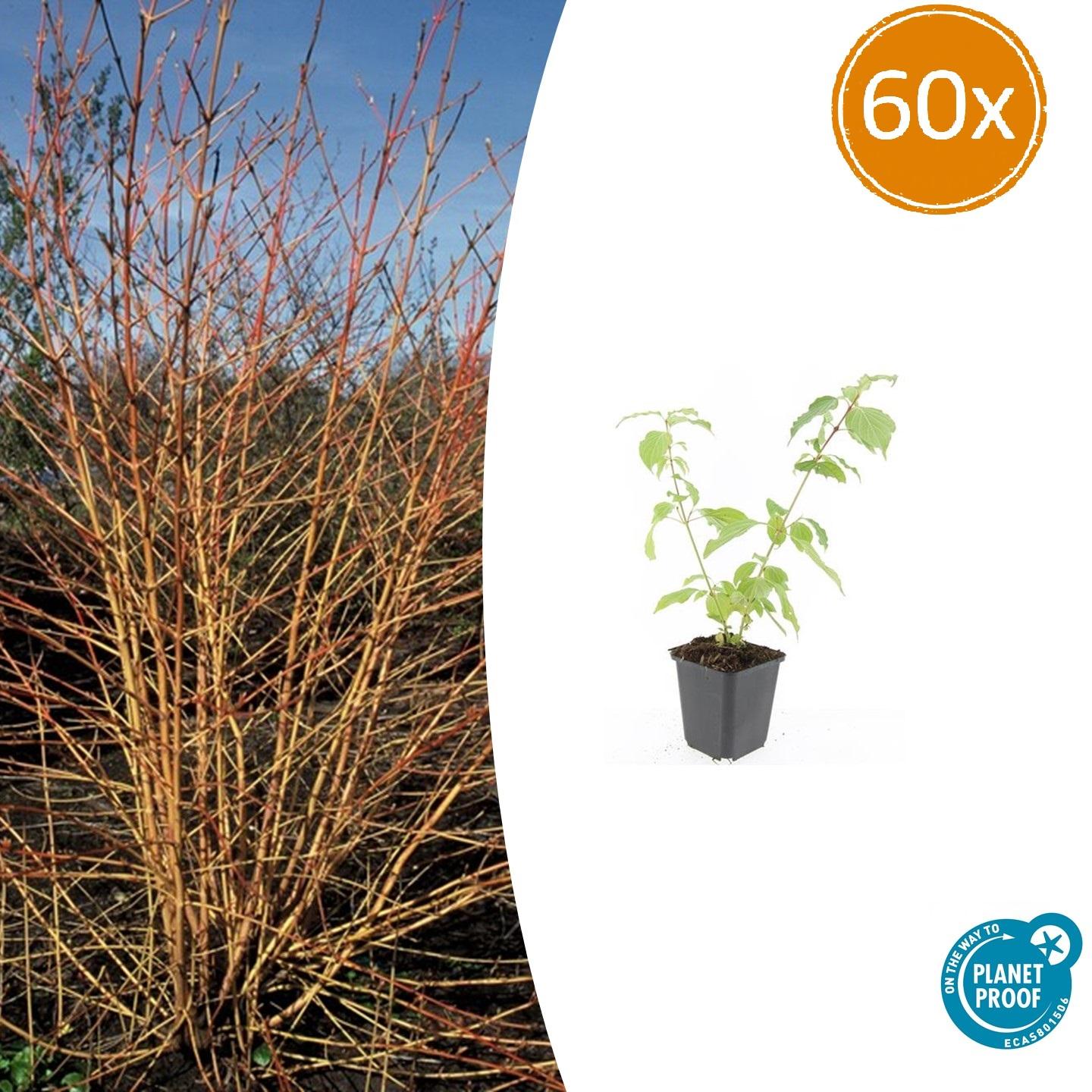 60x Cornus sang. 'Anny's Winter Orange' en pot Ø9cm  Hauteur 10cm. Plante verte type 60x Cornus sang. 'Anny's Winter Orange', livrée en pot, idéale pour intérieur lumineux.