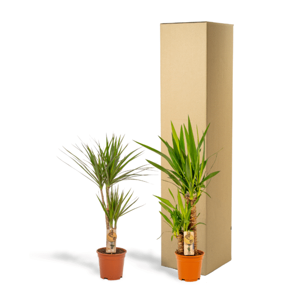 Dracaena ?70cm en pot Ø17cm. Plante verte type Dracaena ?70cm, livrée en pot, idéale pour intérieur lumineux. – Image 6