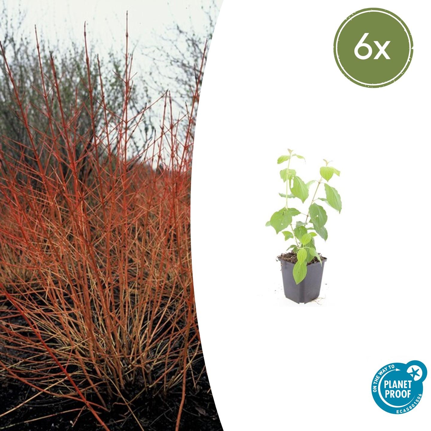6x Cornus sang. 'Midwinter Fire' en pot Ø9cm  Hauteur 10cm. Plante verte type 6x Cornus sang. 'Midwinter Fire', livrée en pot, idéale pour intérieur lumineux.