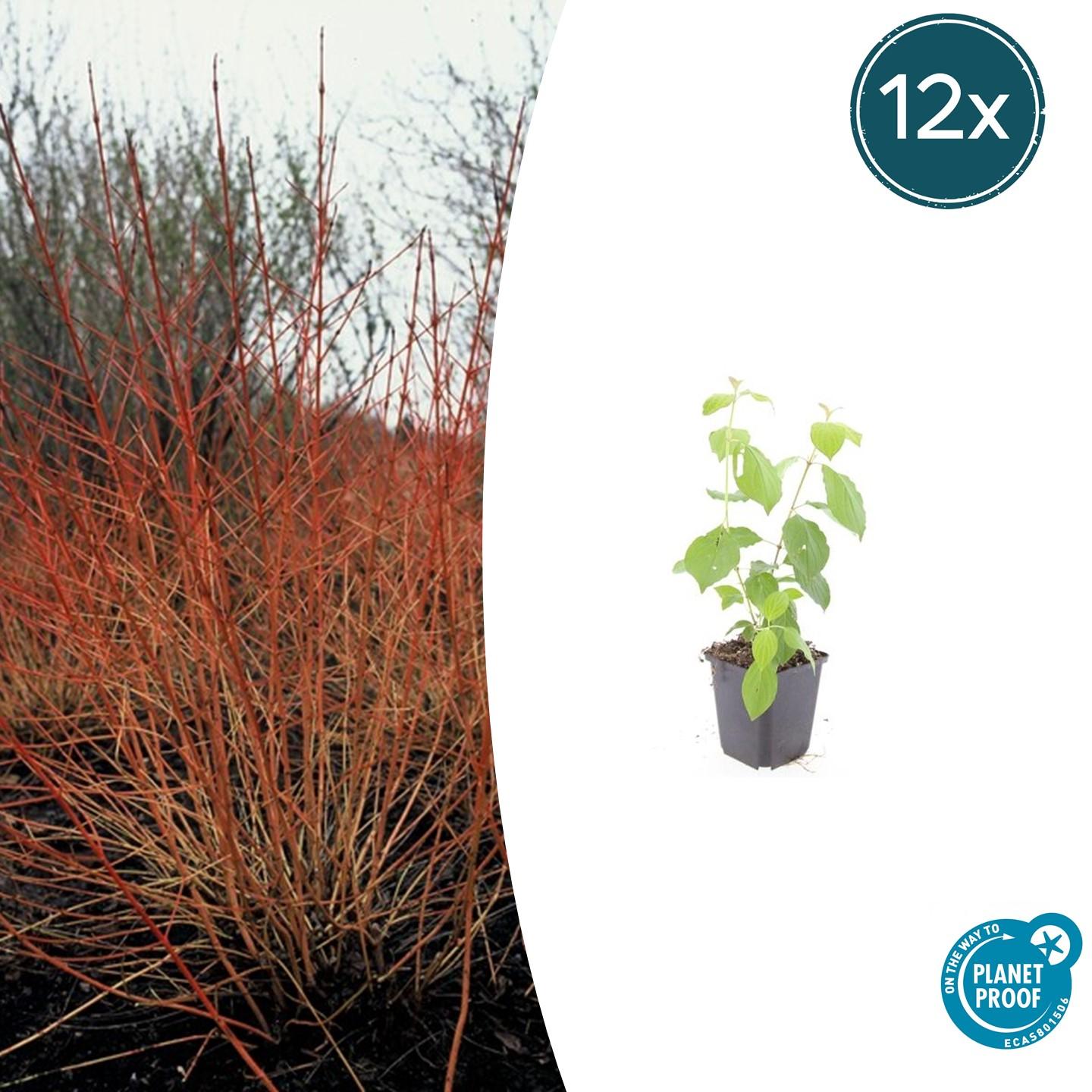 12x Cornus sang. 'Midwinter Fire' en pot Ø9cm  Hauteur 10cm. Plante verte type 12x Cornus sang. 'Midwinter Fire', livrée en pot, idéale pour intérieur lumineux.