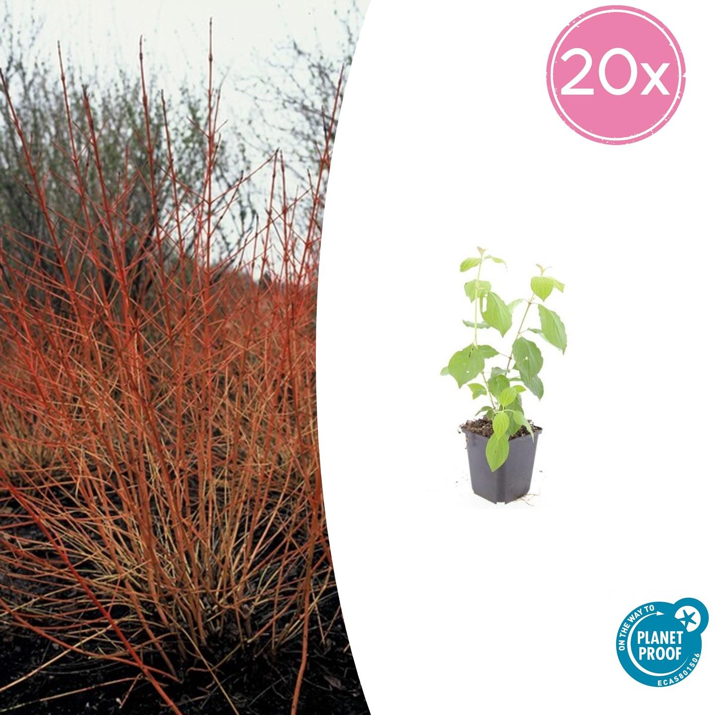 20x Cornus sang. 'Midwinter Fire' en pot Ø9cm  Hauteur 10cm. Plante verte type 20x Cornus sang. 'Midwinter Fire', livrée en pot, idéale pour intérieur lumineux.
