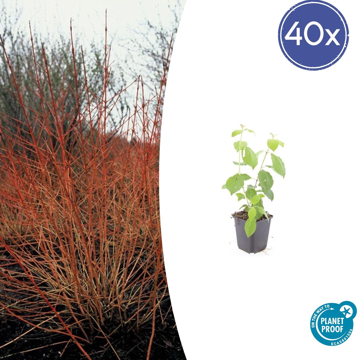 40x Cornus sang. 'Midwinter Fire' en pot Ø9cm  Hauteur 10cm. Plante verte type 40x Cornus sang. 'Midwinter Fire', livrée en pot, idéale pour intérieur lumineux.