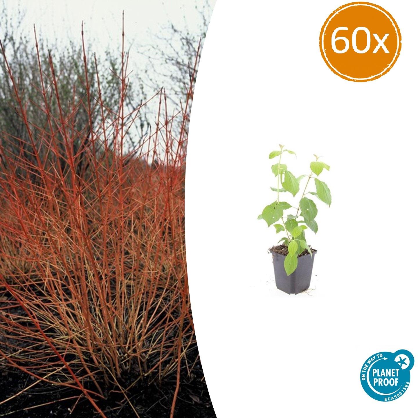 60x Cornus sang. 'Midwinter Fire' en pot Ø9cm  Hauteur 10cm. Plante verte type 60x Cornus sang. 'Midwinter Fire', livrée en pot, idéale pour intérieur lumineux.