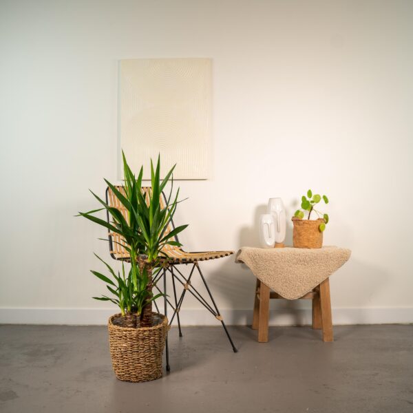 Yucca en pot Ø17cm  Hauteur 90cm. Plante verte type Yucca, livrée en pot, idéale pour intérieur lumineux. – Image 2