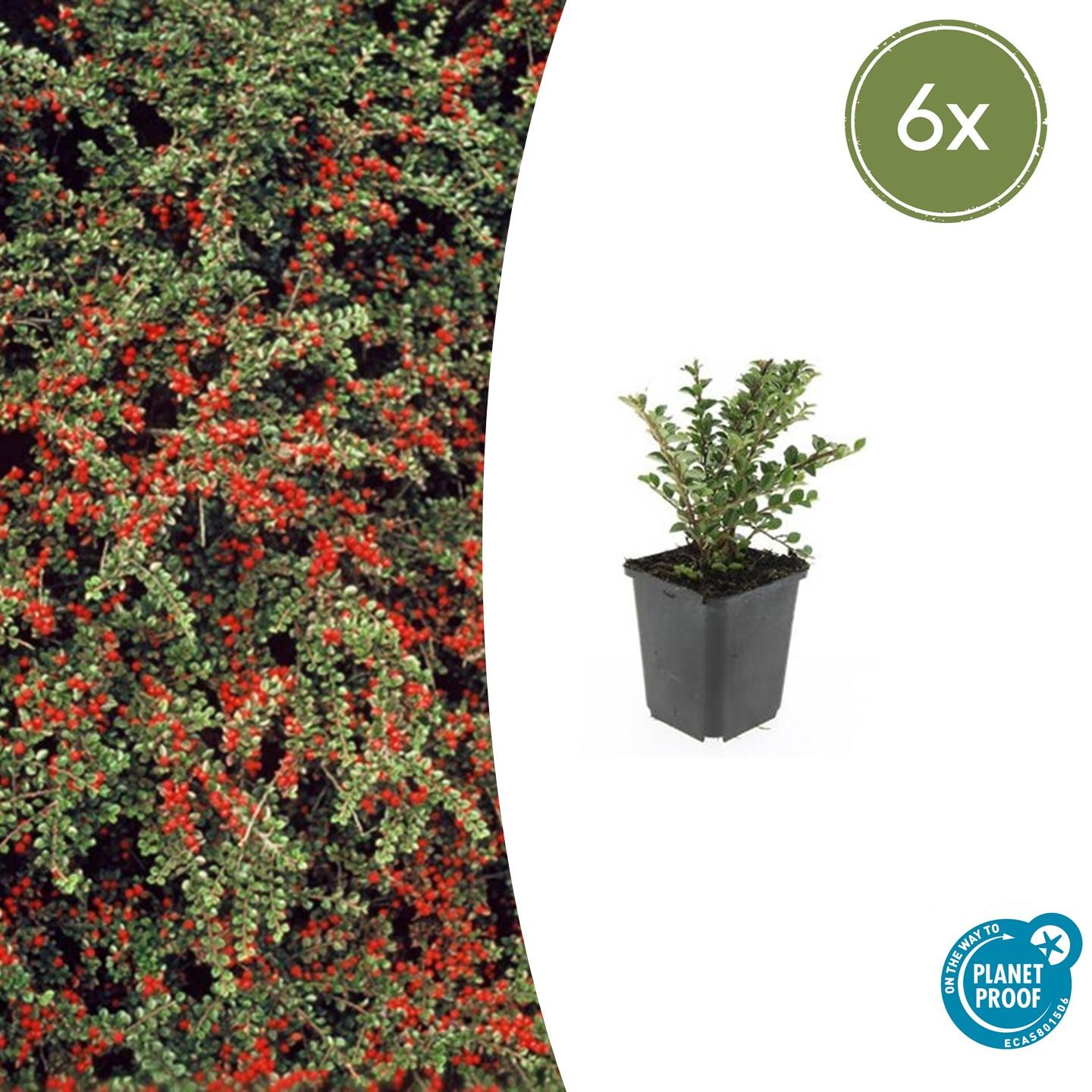 6x Cotoneaster horizontalis en pot Ø9cm  Hauteur 10cm. Plante verte type 6x Cotoneaster horizontalis, livrée en pot, idéale pour intérieur lumineux.