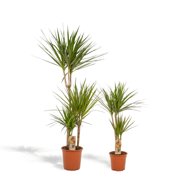 Dracaena en pot Ø21cm. Plante verte type Dracaena, livrée en pot, idéale pour intérieur lumineux.