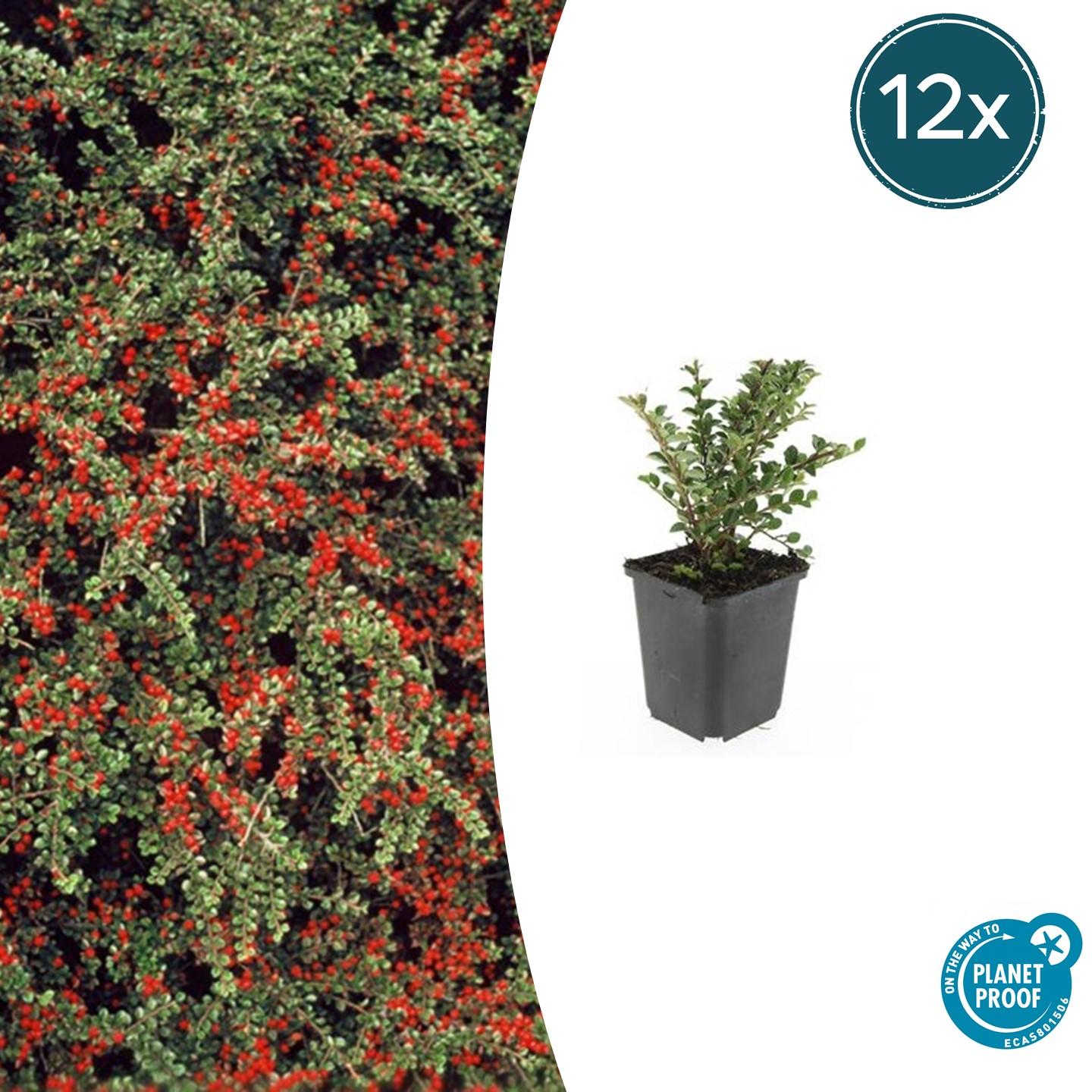 12x Cotoneaster horizontalis en pot Ø9cm  Hauteur 10cm. Plante verte type 12x Cotoneaster horizontalis, livrée en pot, idéale pour intérieur lumineux.