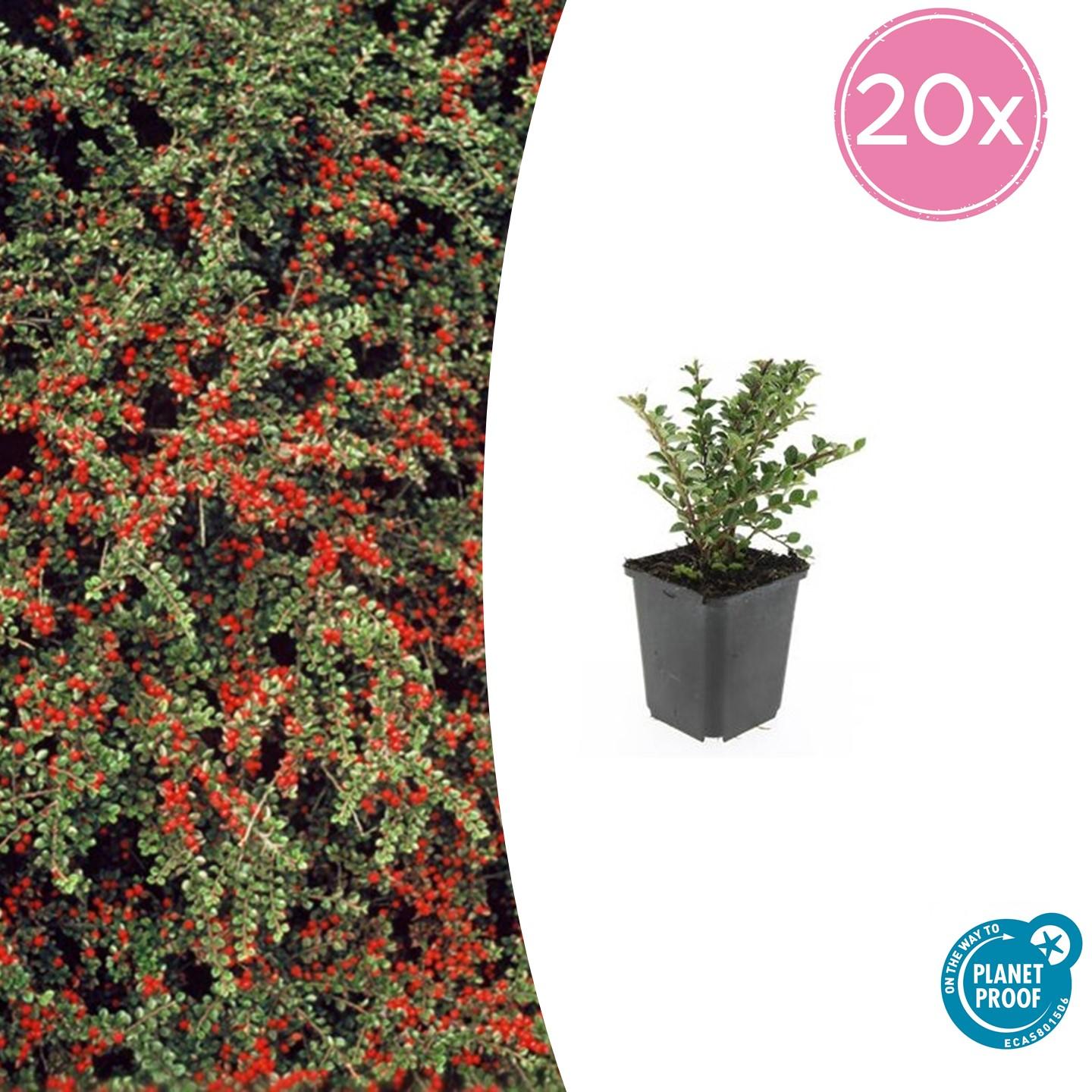 20x Cotoneaster horizontalis en pot Ø9cm  Hauteur 10cm. Plante verte type 20x Cotoneaster horizontalis, livrée en pot, idéale pour intérieur lumineux.
