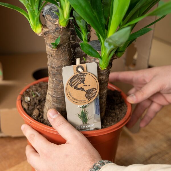 Yucca en pot Ø17cm  Hauteur 90cm. Plante verte type Yucca, livrée en pot, idéale pour intérieur lumineux. – Image 4