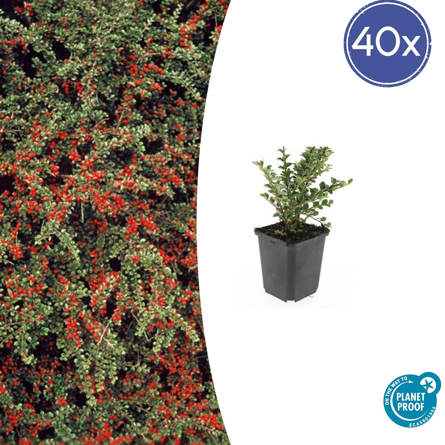 40x Cotoneaster horizontalis en pot Ø9cm  Hauteur 10cm. Plante verte type 40x Cotoneaster horizontalis, livrée en pot, idéale pour intérieur lumineux.